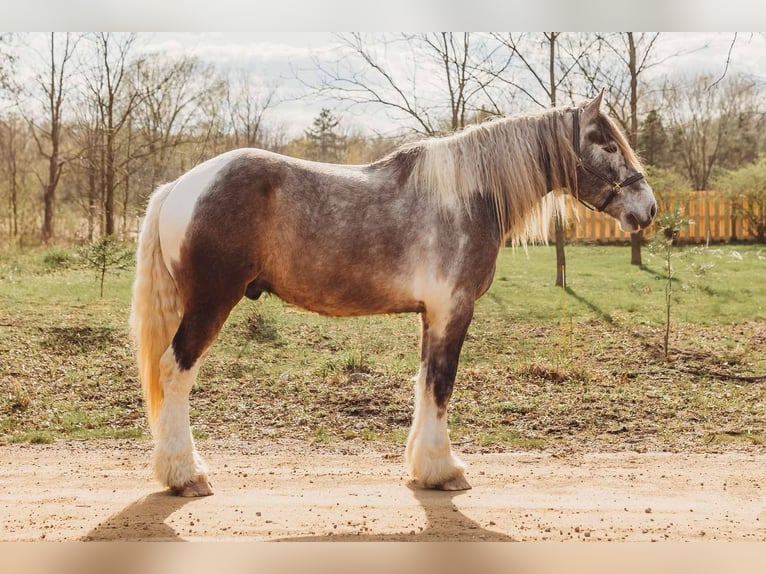 Percheron Gelding 5 years 17.1 hh Tobiano-all-colors in Howell, MI