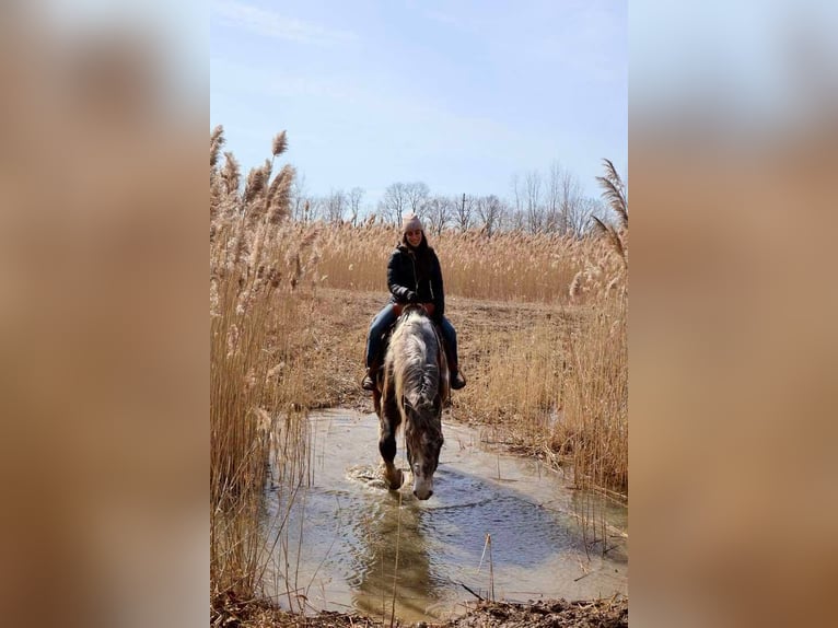 Percheron Gelding 5 years 17.1 hh Tobiano-all-colors in Howell, MI