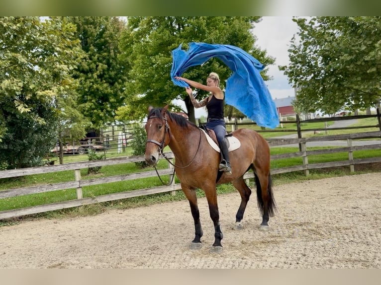 Percheron Mix Gelding 5 years 17 hh Bay in Gap