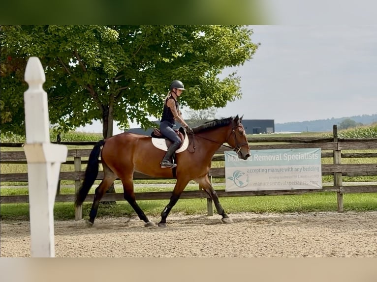 Percheron Mix Gelding 5 years 17 hh Bay in Gap