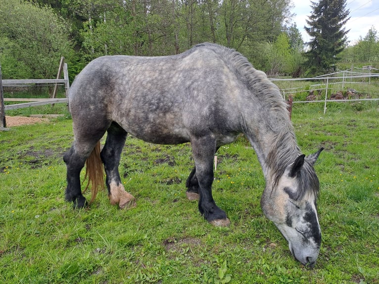 Percheron Gelding 5 years 17 hh Gray in Rehau