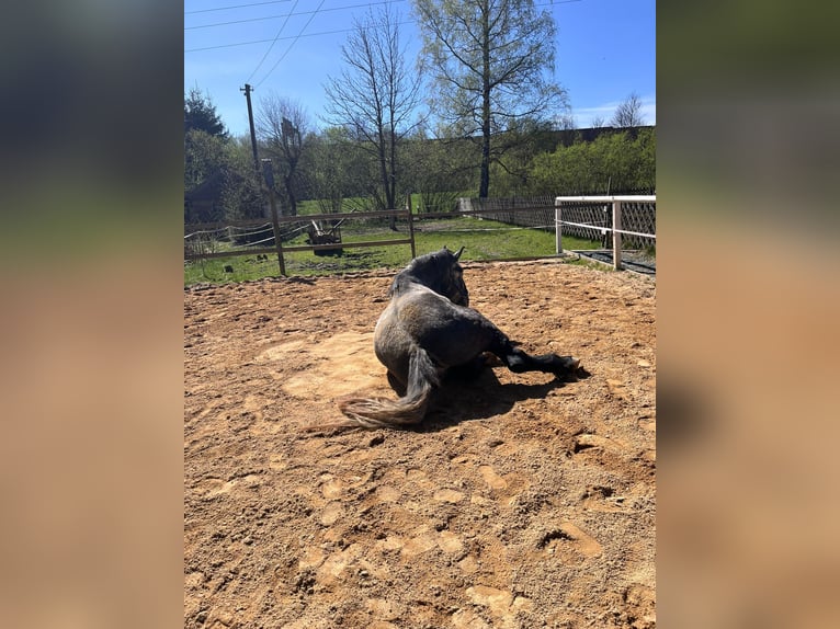 Percheron Gelding 5 years 17 hh Gray in Rehau