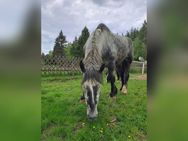 Percheron Gelding 5 years 17 hh Gray in Rehau