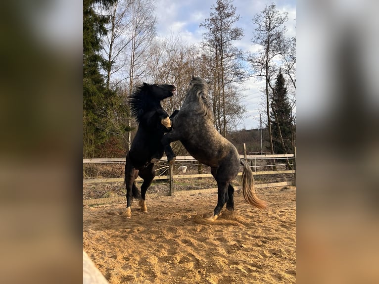 Percheron Gelding 5 years 17 hh Gray in Rehau