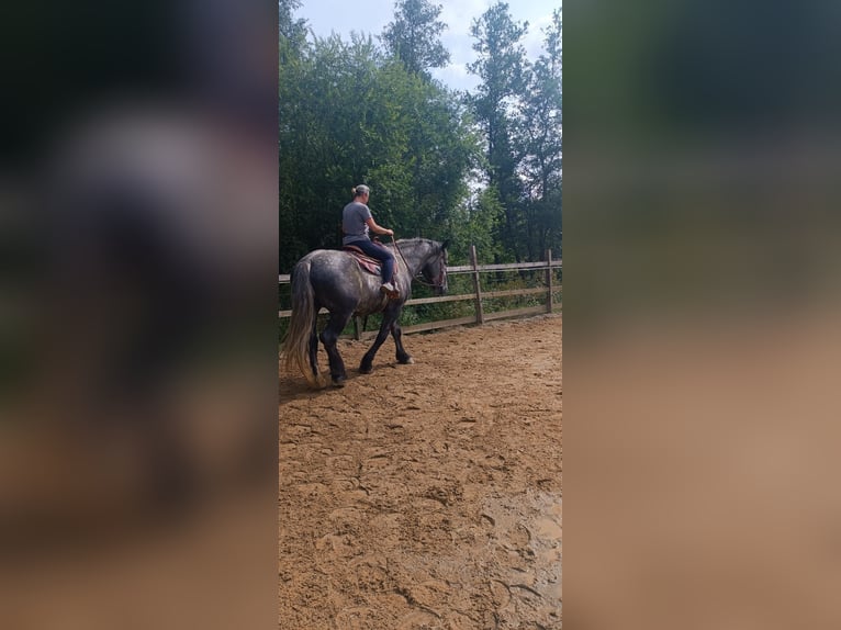 Percheron Gelding 5 years 17 hh Gray in Rehau