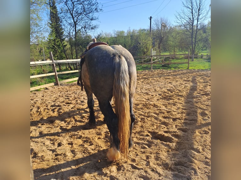 Percheron Gelding 5 years 17 hh Gray in Rehau