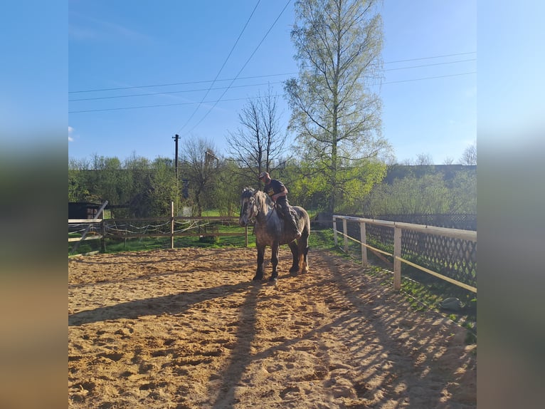 Percheron Gelding 5 years 17 hh Gray in Rehau