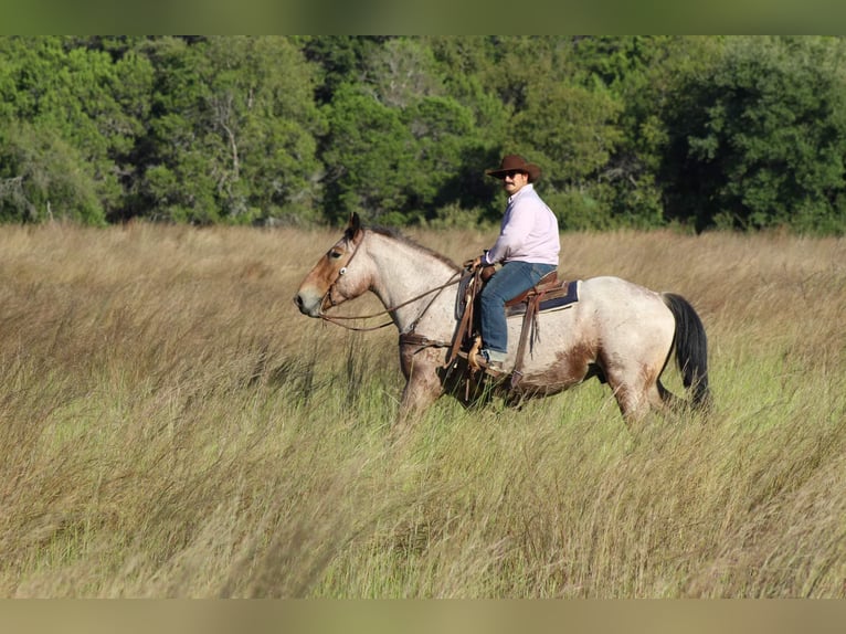 Percheron Gelding 5 years 17 hh Roan-Bay in Stephenville TX