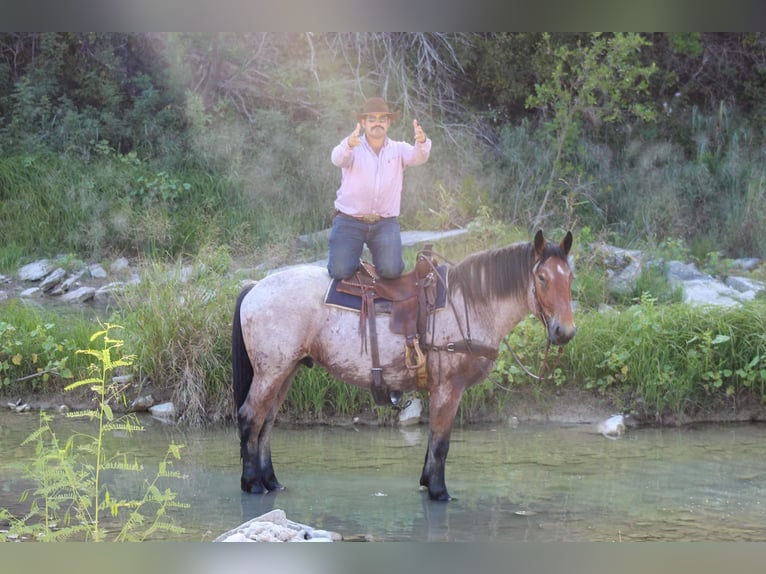 Percheron Gelding 5 years 17 hh Roan-Bay in Stephenville TX