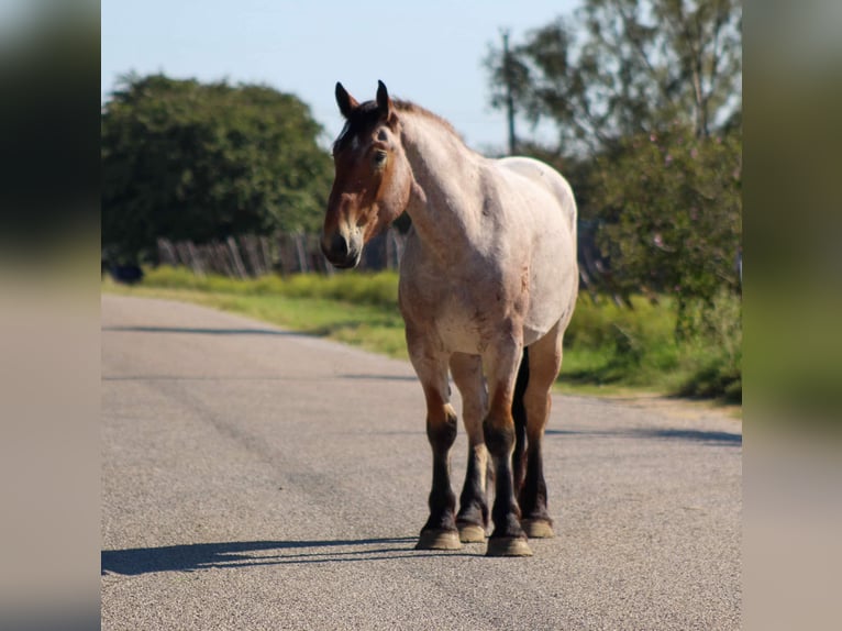 Percheron Gelding 5 years 17 hh Roan-Bay in Stephenville TX