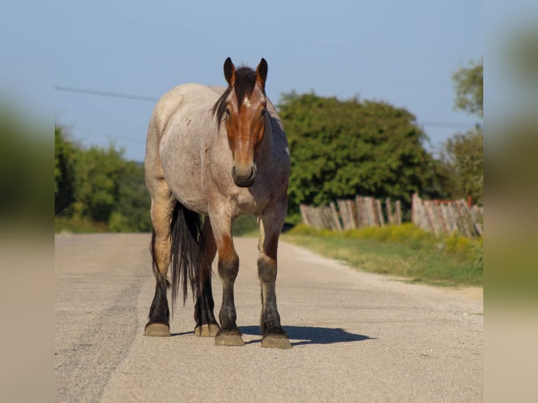 Percheron Gelding 5 years 17 hh Roan-Bay in Stephenville TX