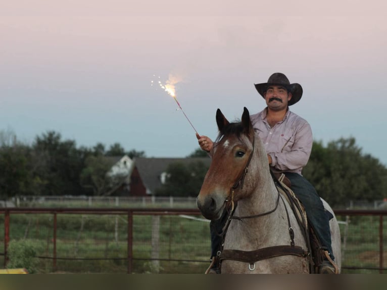 Percheron Gelding 5 years 17 hh Roan-Bay in Stephenville TX