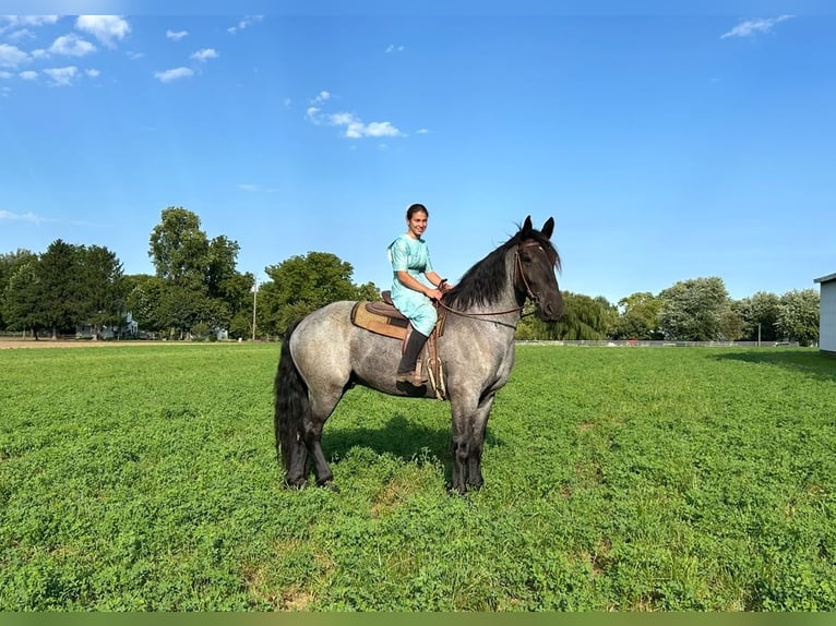 Percheron Mix Gelding 5 years 17 hh Roan-Blue in Littlestown, PA