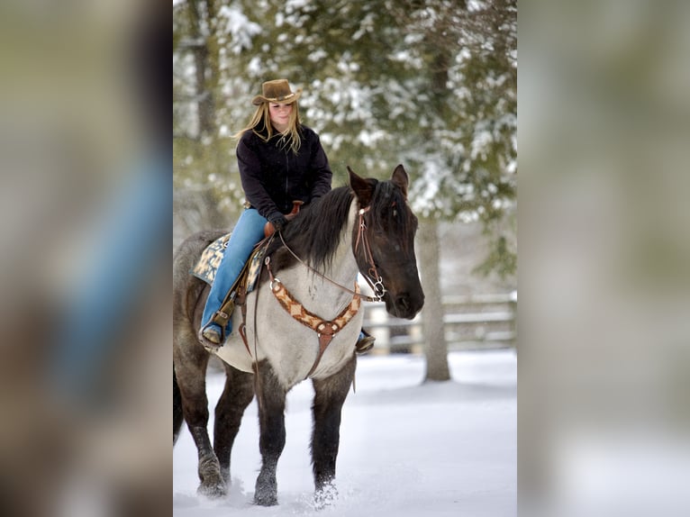 Percheron Mix Gelding 5 years 17 hh Roan-Blue in Littlestown, PA