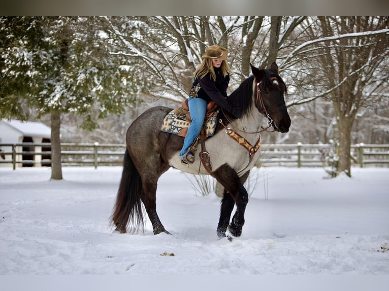 Percheron Mix Gelding 5 years 17 hh Roan-Blue in Littlestown, PA