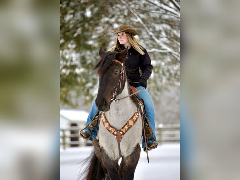 Percheron Mix Gelding 5 years 17 hh Roan-Blue in Littlestown, PA