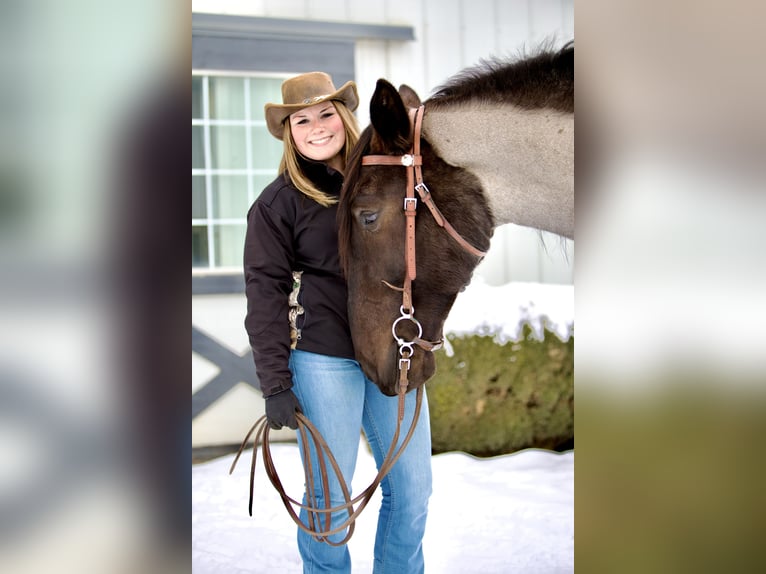 Percheron Mix Gelding 5 years 17 hh Roan-Blue in Littlestown, PA