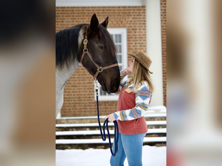 Percheron Mix Gelding 5 years 17 hh Roan-Blue in Littlestown, PA