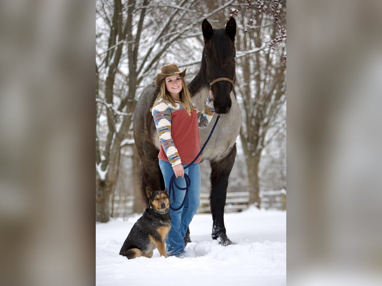 Percheron Mix Gelding 5 years 17 hh Roan-Blue in Littlestown, PA