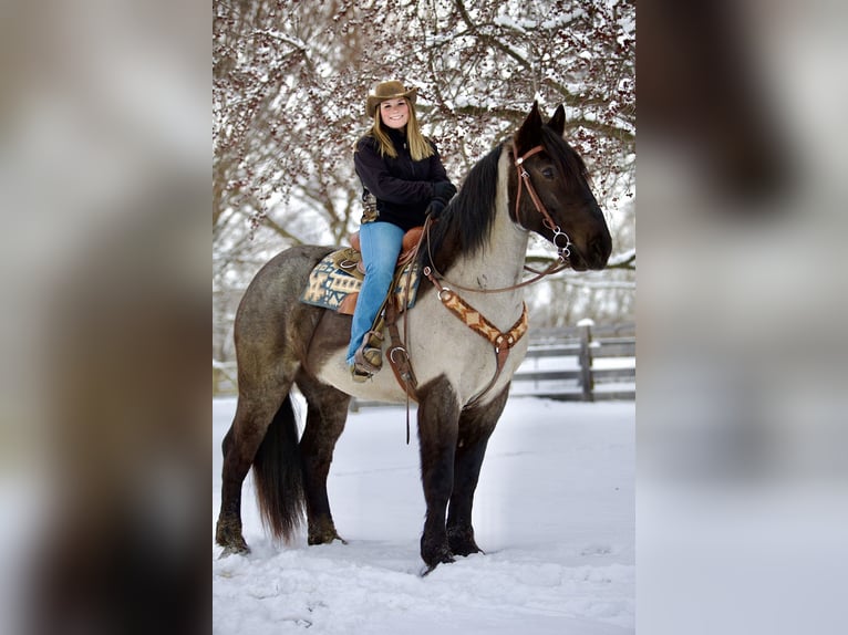 Percheron Mix Gelding 5 years 17 hh Roan-Blue in Littlestown, PA