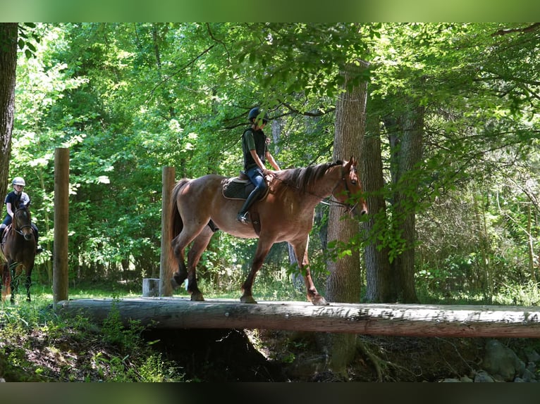 Percheron Mix Gelding 5 years 17 hh Roan-Red in Clover