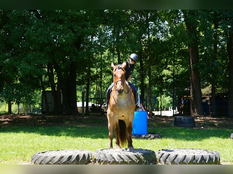 Percheron Mix Gelding 5 years 17 hh Roan-Red in Clover