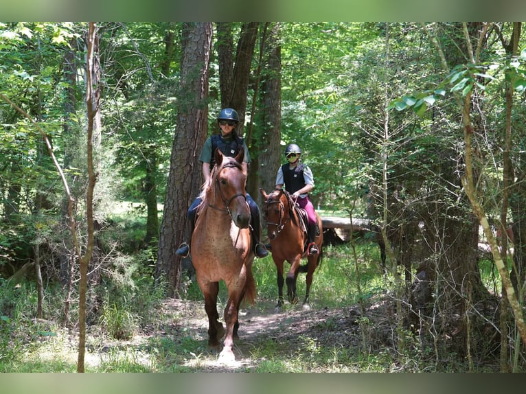 Percheron Mix Gelding 5 years 17 hh Roan-Red in Clover