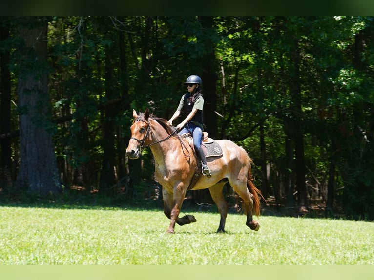 Percheron Mix Gelding 5 years 17 hh Roan-Red in Clover