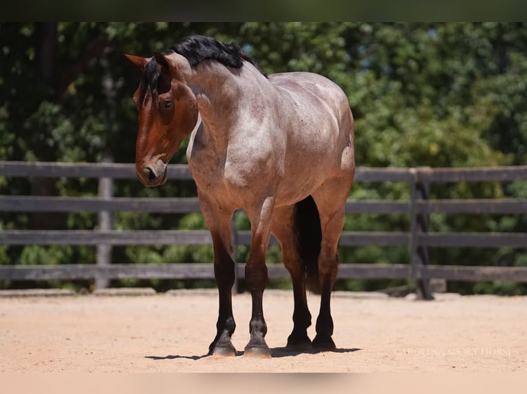 Percheron Mix Gelding 5 years 17,1 hh Roan-Bay in Clover, SC