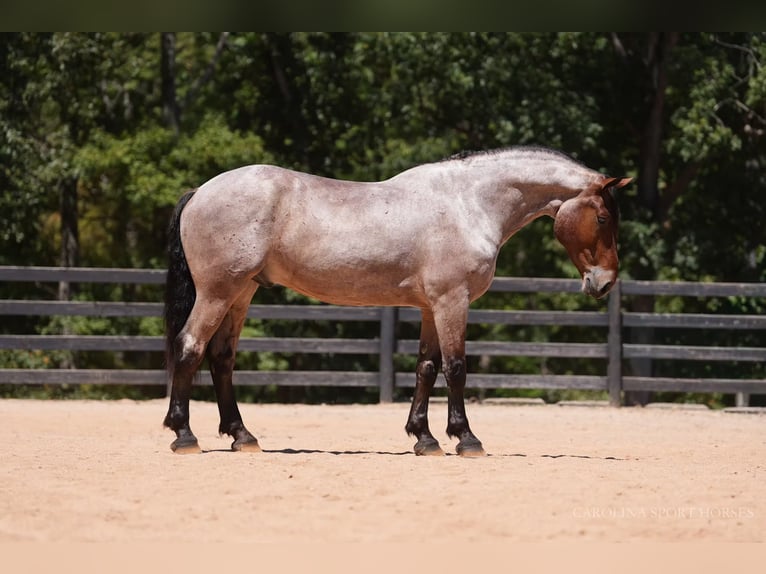 Percheron Mix Gelding 5 years 17,1 hh Roan-Bay in Clover, SC