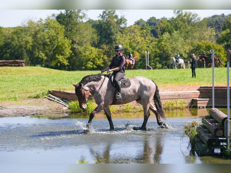 Percheron Mix Gelding 5 years 17,1 hh Roan-Bay in Clover, SC