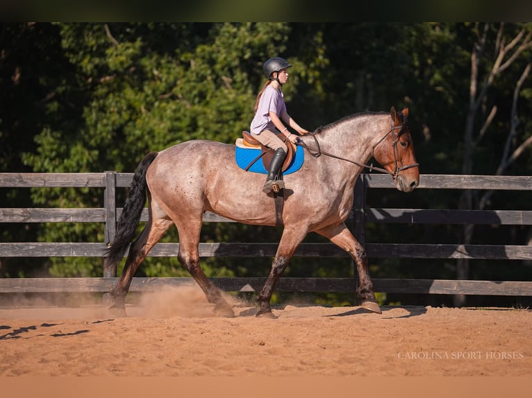 Percheron Mix Gelding 5 years 17,1 hh Roan-Bay in Clover, SC