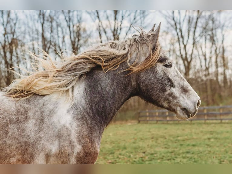 Percheron Gelding 5 years 17,1 hh Tobiano-all-colors in Howell, MI