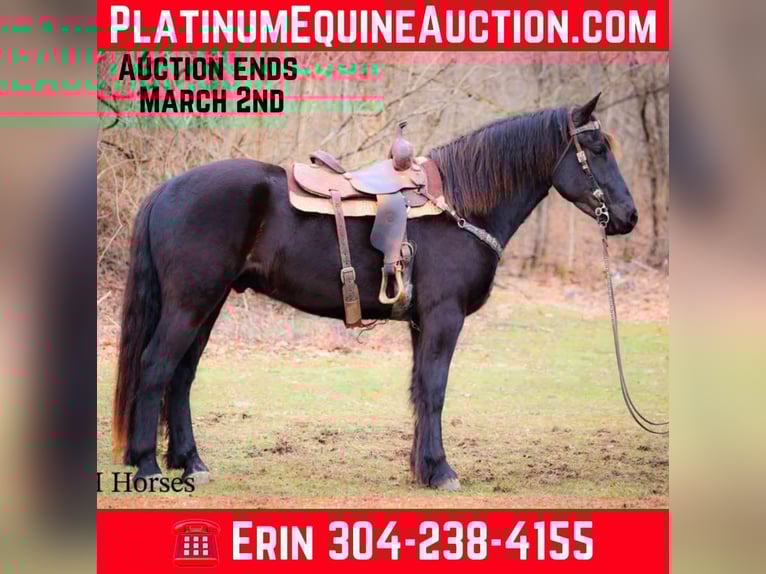 Percheron Gelding 5 years Black in Flemingsburg Ky