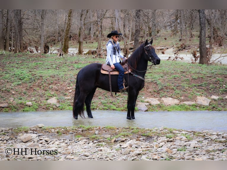 Percheron Gelding 5 years Black in Flemingsburg Ky