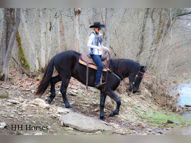 Percheron Gelding 5 years Black in Flemingsburg Ky