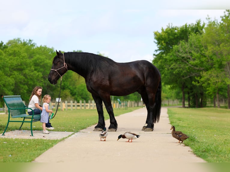 Percheron Gelding 5 years Black in Forney