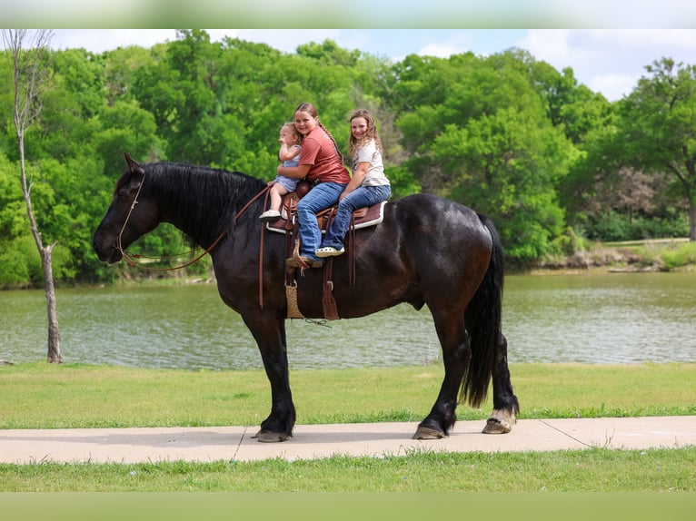 Percheron Gelding 5 years Black in Forney