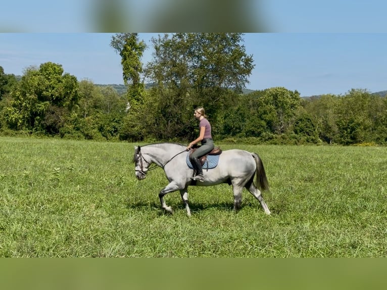 Percheron Mix Gelding 5 years Grey in Gap