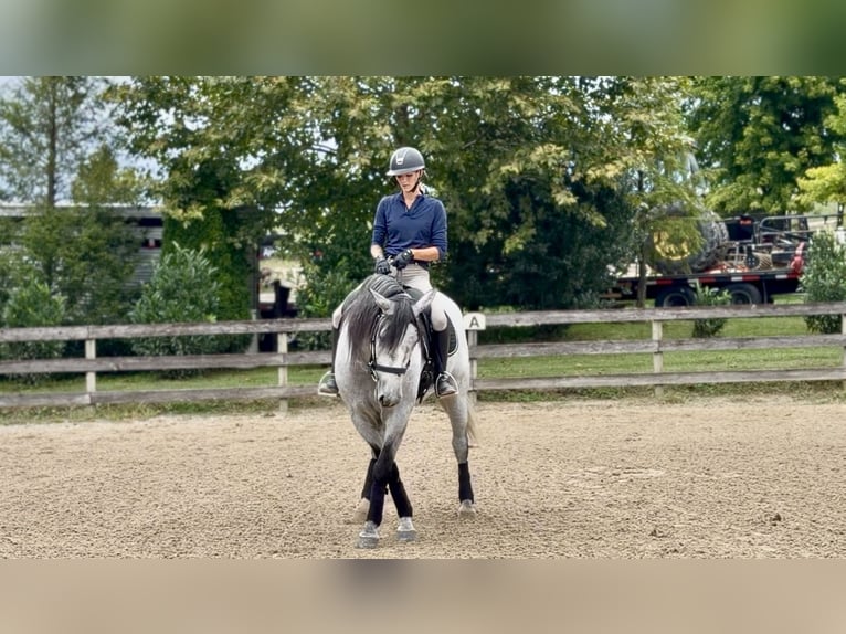 Percheron Mix Gelding 5 years Grey in Gap
