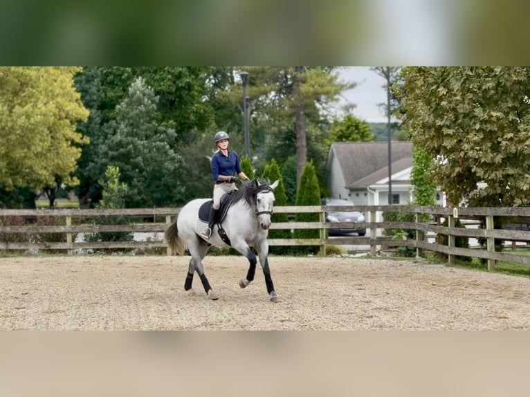 Percheron Mix Gelding 5 years Grey in Gap
