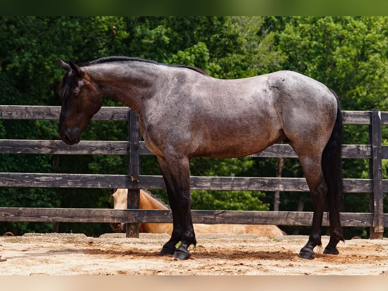 Percheron Mix Gelding 5 years Roan-Blue in Clover