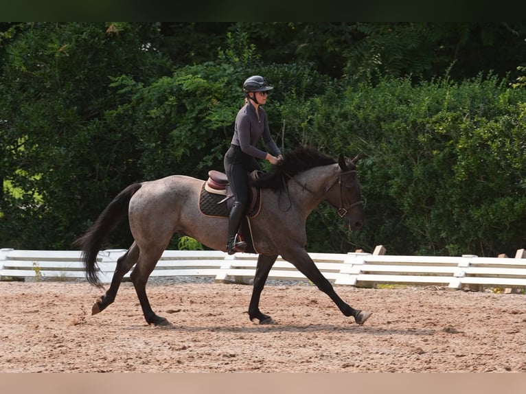Percheron Mix Gelding 5 years Roan-Blue in Clover