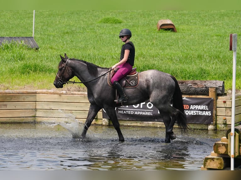 Percheron Mix Gelding 5 years Roan-Blue in Clover