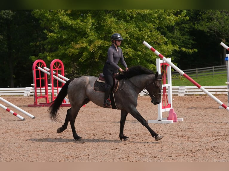 Percheron Mix Gelding 5 years Roan-Blue in Clover