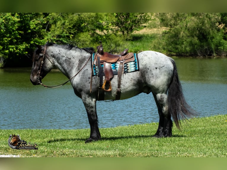 Percheron Mix Gelding 5 years Roan-Blue in Henderson