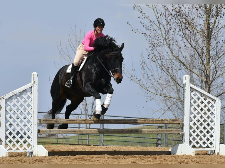 Percheron Gelding 6 years 15.2 hh Black in Joice IA