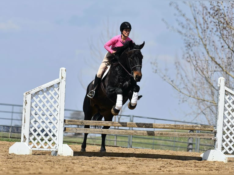 Percheron Gelding 6 years 15.2 hh Black in Joice IA