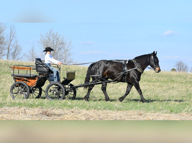 Percheron Gelding 6 years 15.2 hh Black in Joice IA
