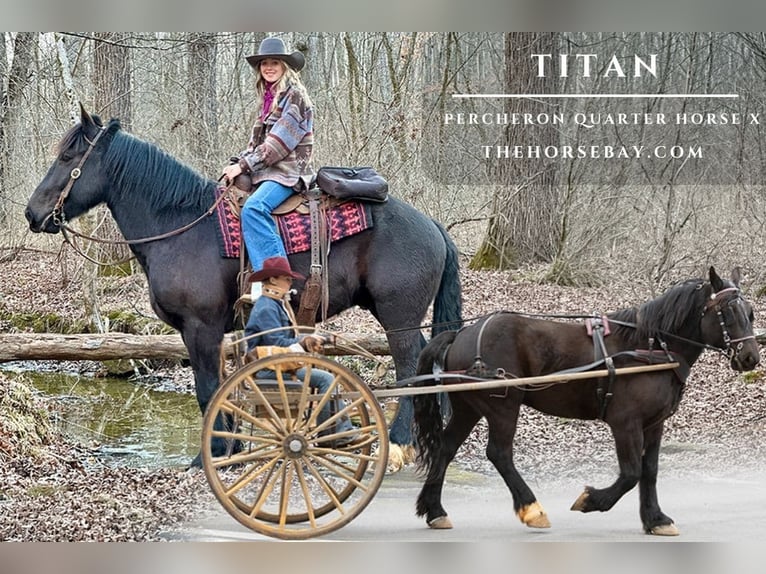 Percheron Gelding 6 years 15.3 hh Black in Woodburn, kY